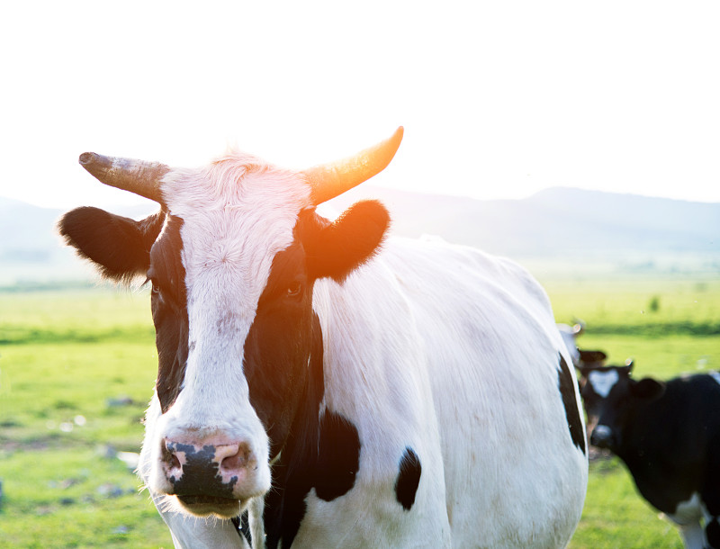 母牛,注视镜头,牧场,乳牛,弗里斯兰奶牛,家牛,乳牛场,正面视角,天空,留白