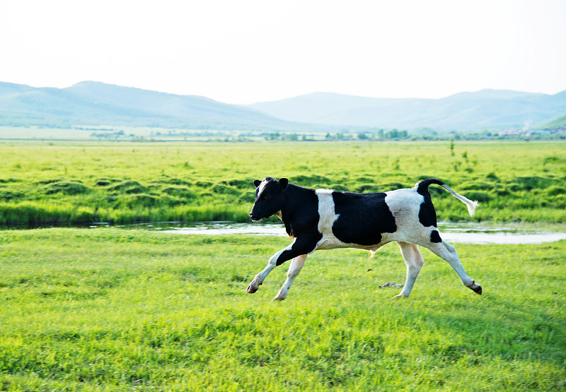 母牛,草地,弗里斯兰奶牛,乳牛,牛,乳牛场,小牛,水,留白,水平画幅