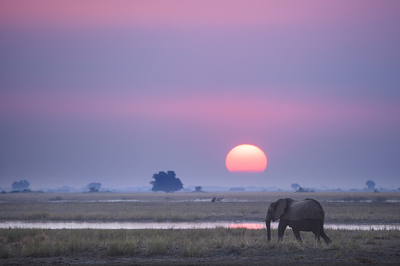 象,小象,乔贝国家公园,纳米比亚,动物躯干,安哥拉,肯尼亚,狩猎动物,博茨瓦纳,非洲象