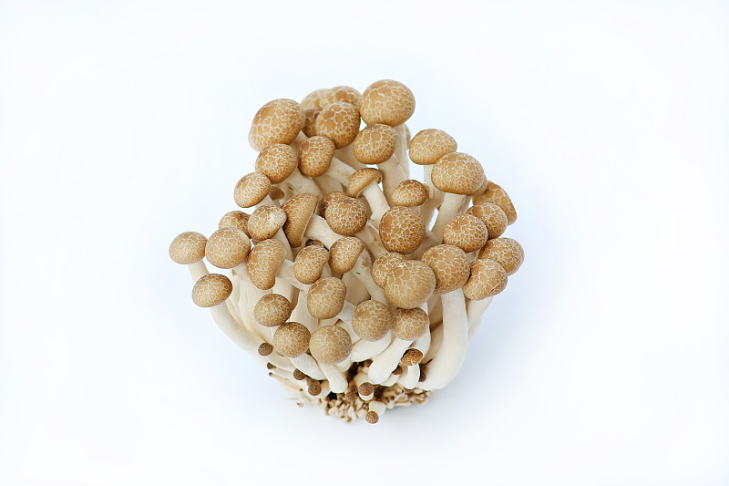 蘑菇,日本松茸蘑菇,松茸,蘑菇的结构,褐色,水平画幅,素食,生食,纤维,人群