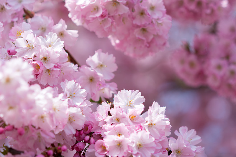 亚洲樱桃树,春天,日光,粉色,留白,复活节,水平画幅,樱花,樱桃,无人