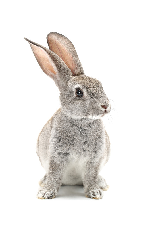小兔子,灰色,分离着色,白色背景,兔子,野兔,垂直画幅,美,拍摄场景,小的