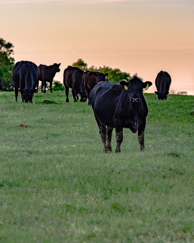 牧场,垂直画幅,黑安格斯牛,杂种奶牛,阿伯丁安格斯牛,肉牛,牛,家牛,母牛,兽医