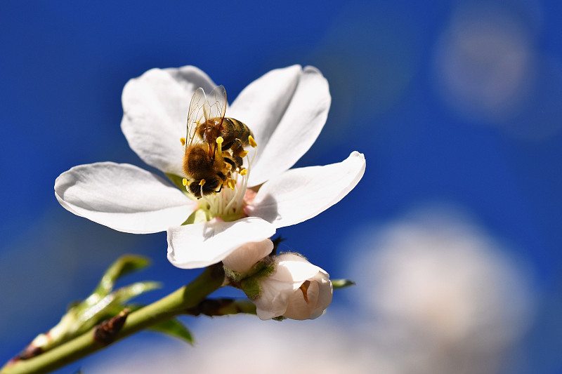 蜜蜂,背景,自然,春天,花朵,麦卢卡树,蜜蜂服,工蜂,树,花