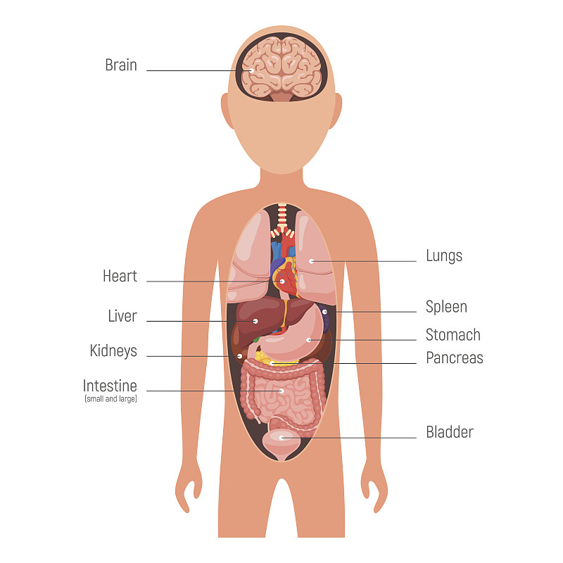 图表,医疗图,脾脏,胸腺,直肠,胰腺,结肠,大肠,肝脏