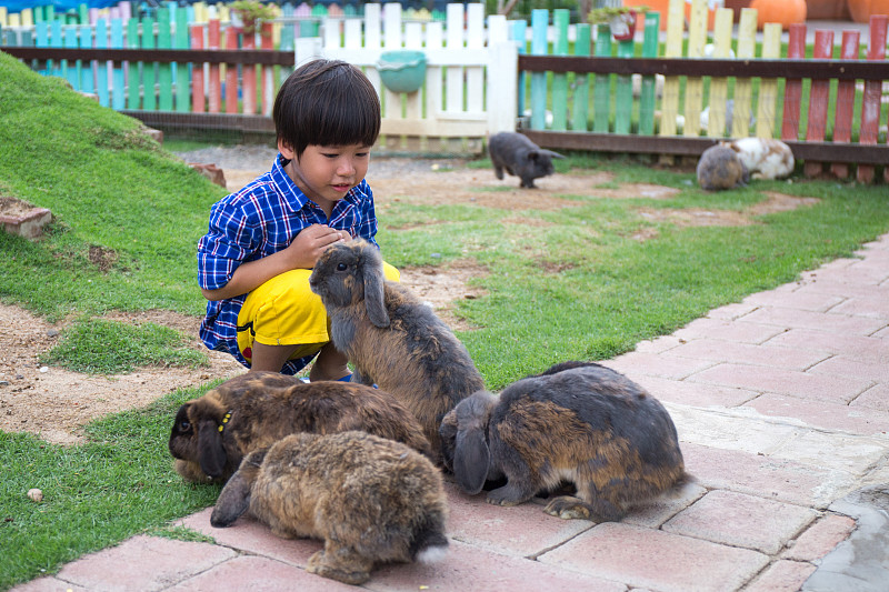 兔子,进行中,儿童,幸福,亚洲,留白,褐色,4岁到5岁,动物群,农场