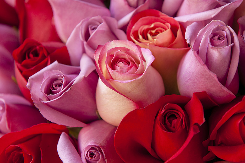 玫瑰,红色,并排,香水,花束,粉色,小心轻放,花头,放大效果,情人节