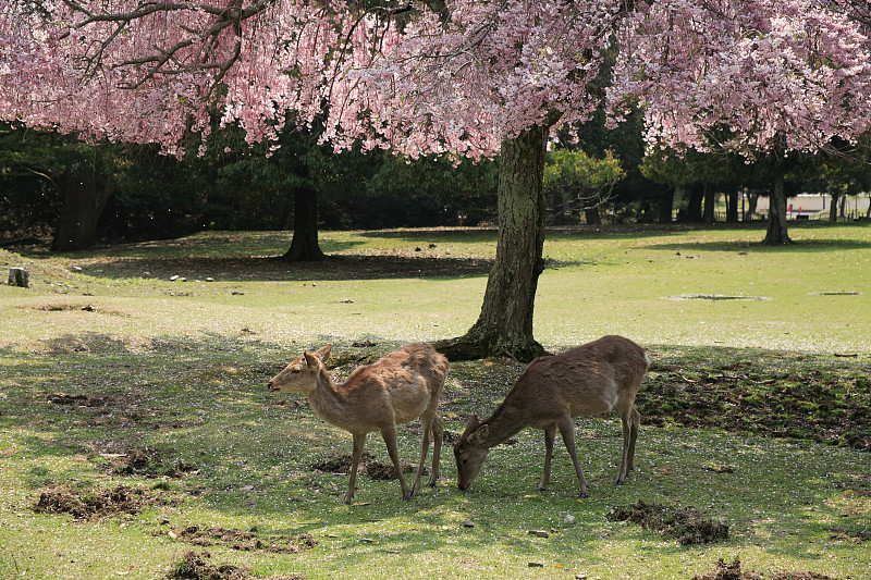 鹿,樱桃树,东大寺,樱花,奈良县,亚洲樱桃树,野生动物,水平画幅,无人,日本