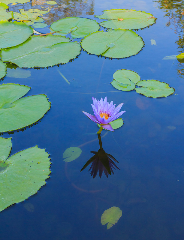 荷花,蓝色,池塘,紫色,鲜花盛开,充气筏,热带气候,泰国,公园,插花