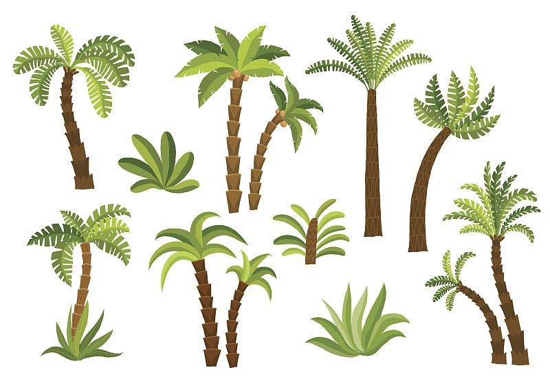 棕榈树,华丽的,椰子树,椰子,卡通,绘画插图,夏天,顶部,想法,布置