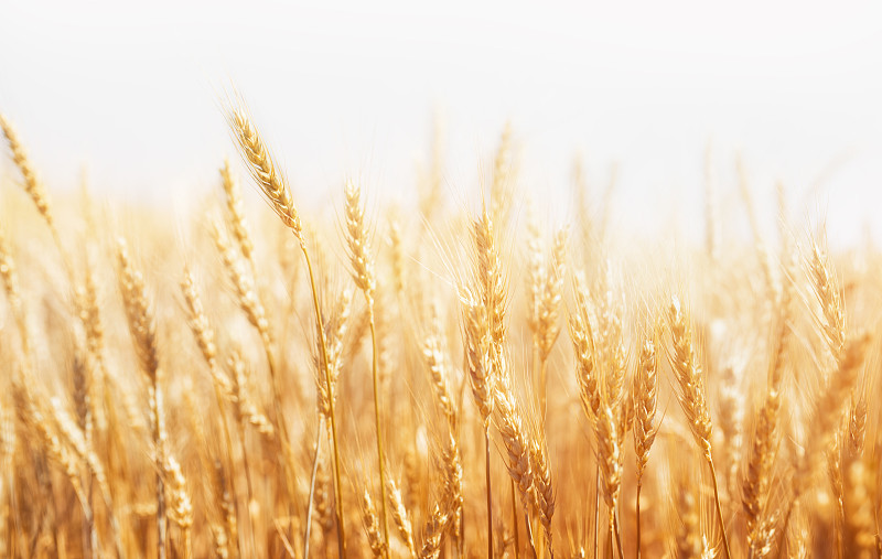 裸麦,农作物,白色背景,小麦,大麦,田地,熟的,栽培植物,农业,谷类
