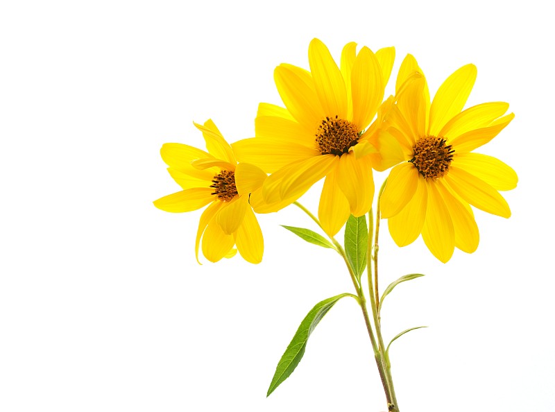 雏菊,黄色,白色背景,仅一朵花,向日葵,选择对焦,留白,水平画幅,无人,夏天