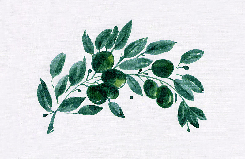 橄榄枝,绘画插图,水彩画,背景,白色,地中海美食,水平画幅,素食,开胃品,传统