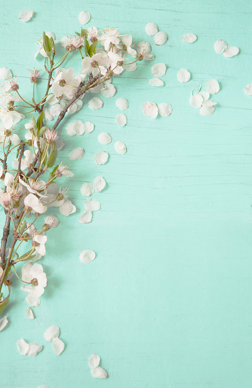 樱花,背景,白色,非凡的,绿松石色,婚礼,柔和,五月,柔和色,复活节