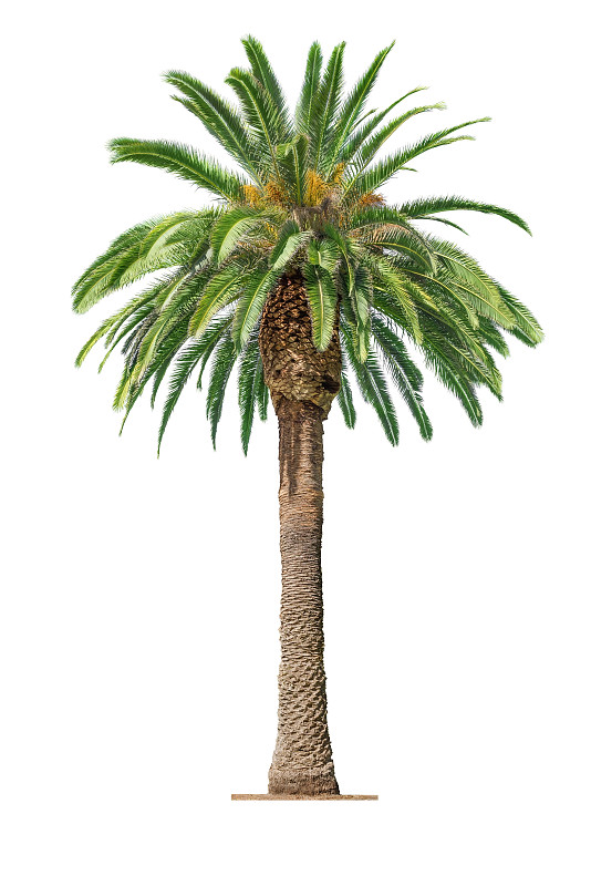 棕榈树,白色背景,海枣树,手帕树,枣椰子,植物表皮,植物茎,垂直画幅,枝繁叶茂,无人