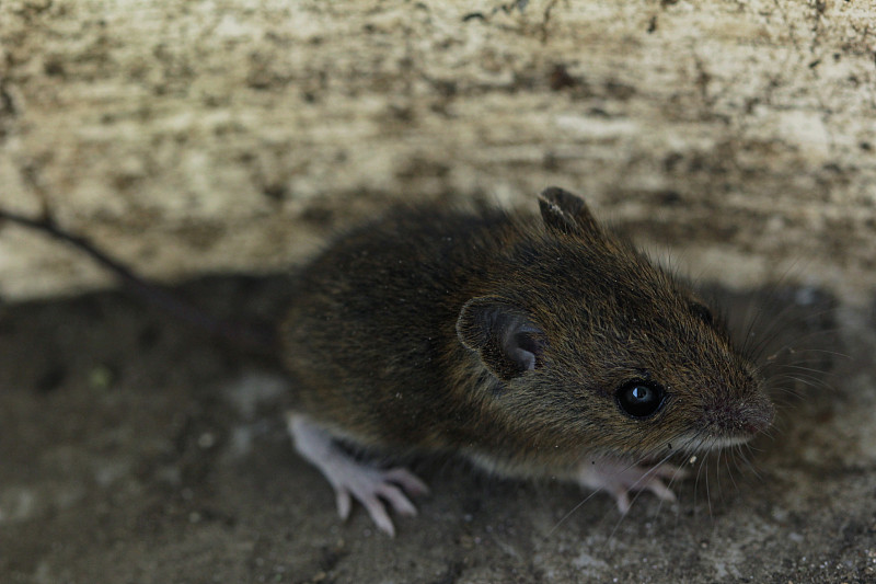 鼠,田鼠,木鼠,地鼠,老鼠,可爱的,野生动物,灰色,好奇心,英国