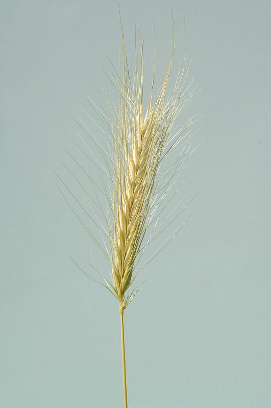 大麦,谷类,狐尾草barley大麦,垂直画幅,植物,无人,种子,背景分离,德国,草本