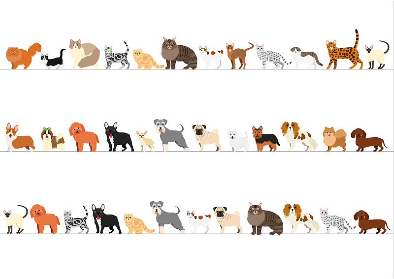 狗,猫,小的,国境线,顺序,博美犬,日本短尾猫,曼彻堪猫,暹罗猫,西高地白猎犬
