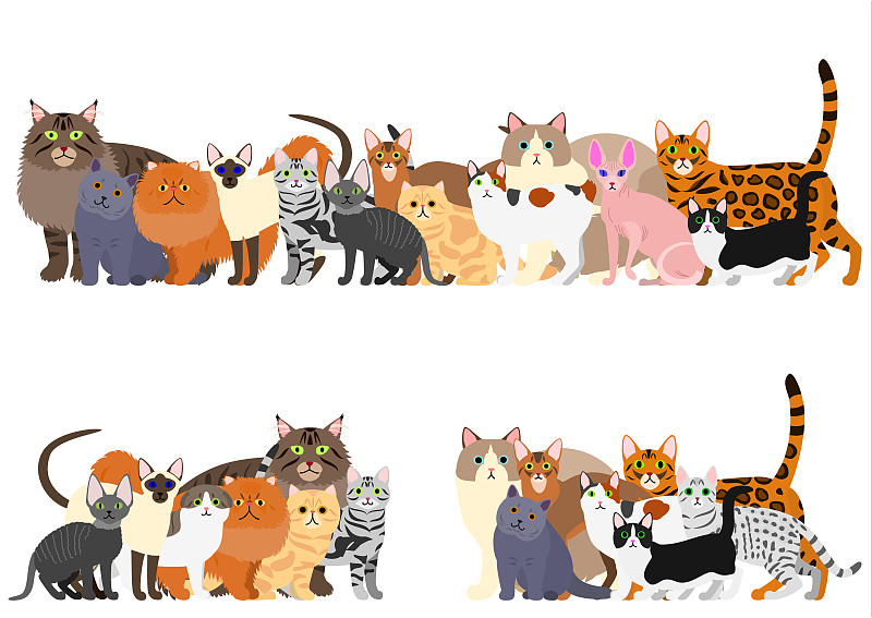 猫,国境线,日本短尾猫,缅因库恩猫,曼彻堪猫,波斯猫,阿比西尼亚猫,布偶猫,史芬克斯无毛猫,暹罗猫