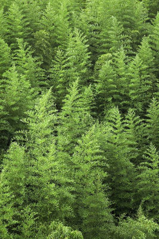 竹林,泉州,竹,垂直画幅,植物,成一排,绿色,地形,摄影,树