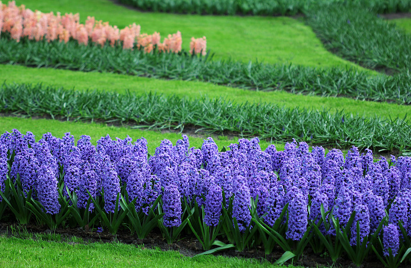 风信子,粉色,紫色,蓝色,巨大的,环境,草,春天,植物,户外