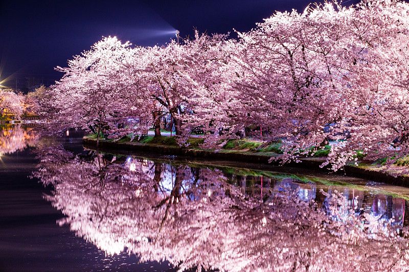樱之花,弘前城堡,樱桃树,弘前公园,樱花,日本城堡,弘前,夜晚,日本,地形