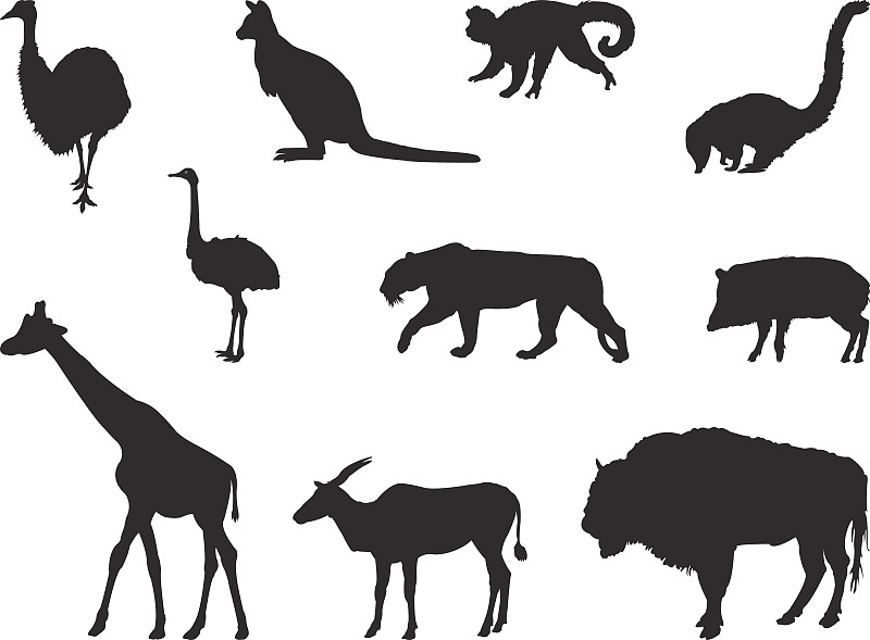 野外动物,野猪类,长鼻浣熊,欧洲野牛,鸸鹋,美洲野牛,袋鼠,鸵鸟,猴子,野生动物