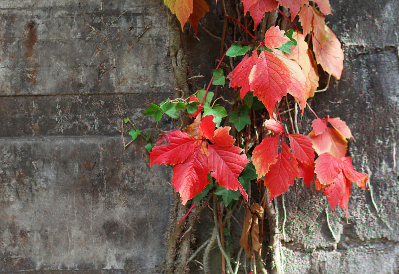 藤蔓植物,叶子,多色的,柏林墙,自然,水平画幅,绿色,橙色,岩石,墙