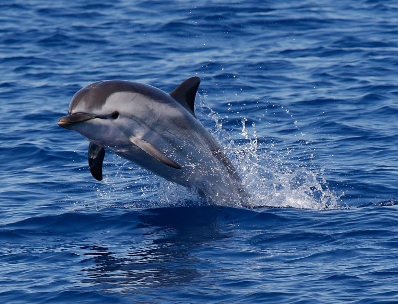 海豚,条纹,斑点海豚,利古里亚海,地中海,鲸类,水平画幅,无人,跳,摄影
