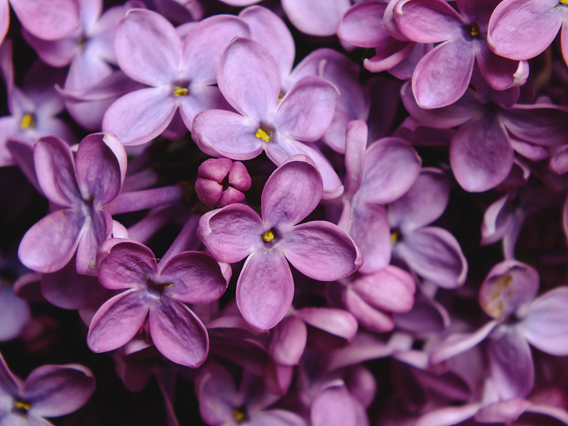 丁香花,诺维萨德,紫色,水平画幅,无人,特写,春天,塞尔维亚黑山,大特写,花朵
