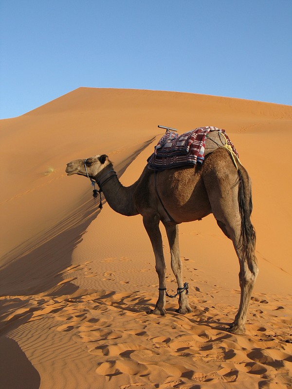 骆驼,撒哈拉沙漠,在之间,骆驼色,沙丘竞技场,摩洛哥,骆驼科,垂直画幅,天空,褐色