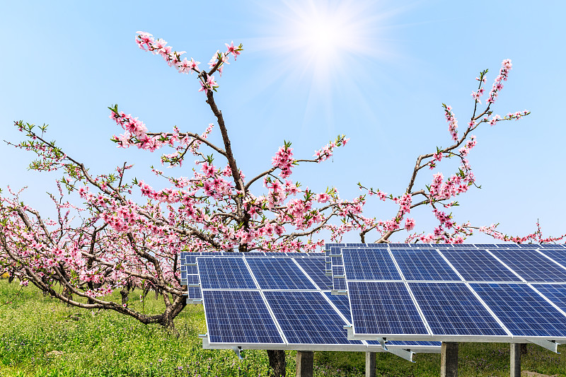 桃树,太阳能电池板,森林,桃花,太阳能,发电机,天空,气候,水平画幅,能源