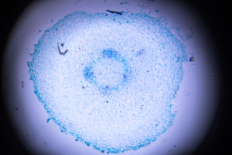 显微镜,棉花,根部,光显微图,胚乳,维管植物,显微图片,水平画幅,微生物学,科学