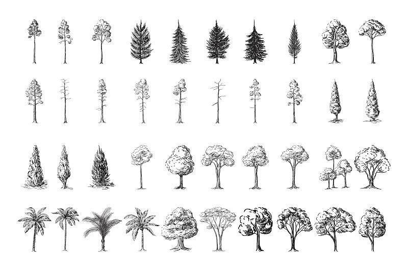 白色背景,雪松,橡木,橡树,松树,桉树,橡树叶,松木,松科,树