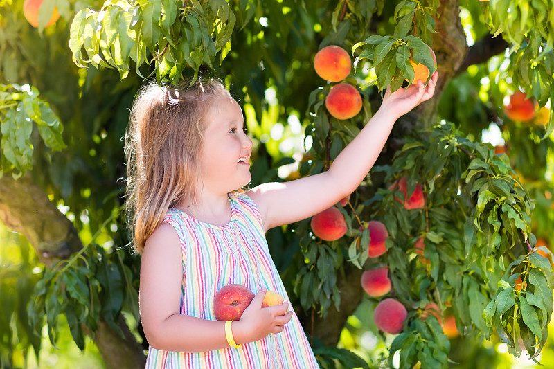 桃,儿童,果树,桃树,果园,水果,篮子,清新,食品,维生素