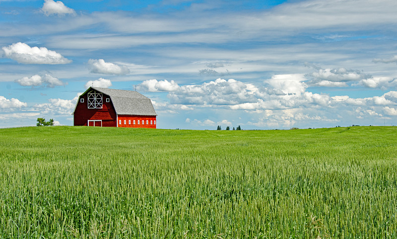谷仓,红色,夏天,与众不同,季节,农业建筑,小麦,加拿大,谷类,农场