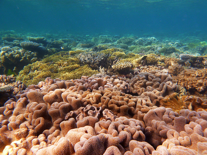 大堡礁,珊瑚白化,柱形珊瑚,从在水肺潜水的角度拍摄,硬珊瑚,珊瑚色,软珊瑚,珊瑚,凯恩斯