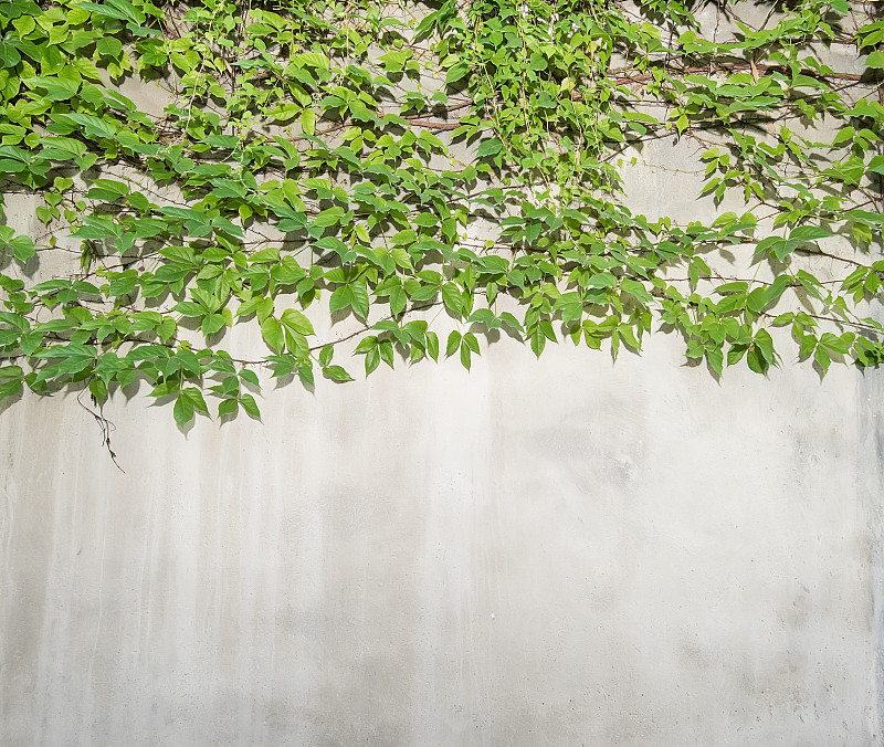 常春藤,叶子,墙,分离着色,边框,水平画幅,无人,室内植物,卷须,植物