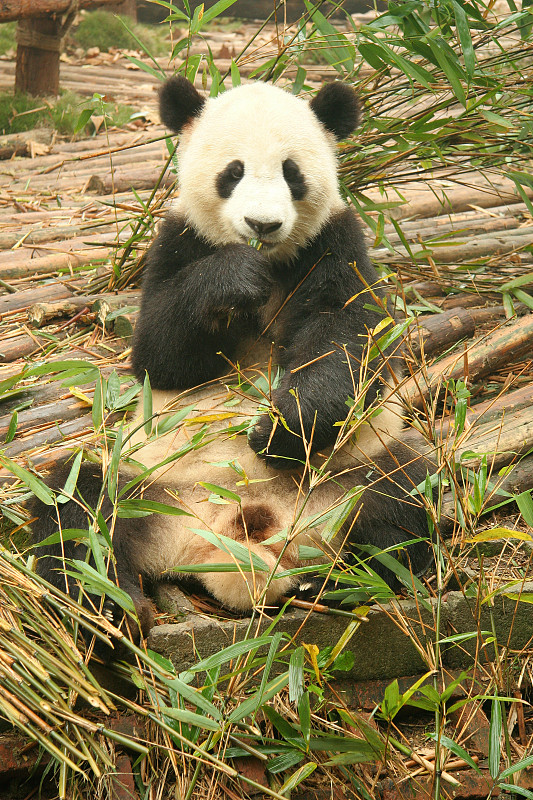 成都,熊猫,竹,大熊猫,垂直画幅,美,无人,东亚,熊,白色