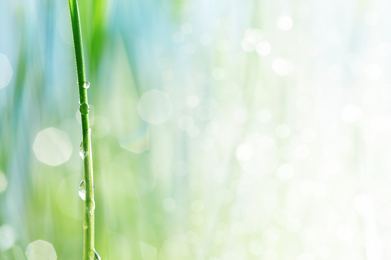 水滴,水,茎,绿色背景,绿色,枝繁叶茂,抽象背景,雨滴,露水,背景虚化