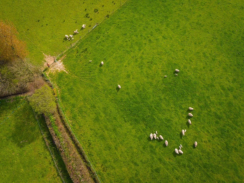 绵羊,航拍视角,兽群,羊场,刀刃草,牧羊人,农产品市场,羊羔,农业建筑,草原