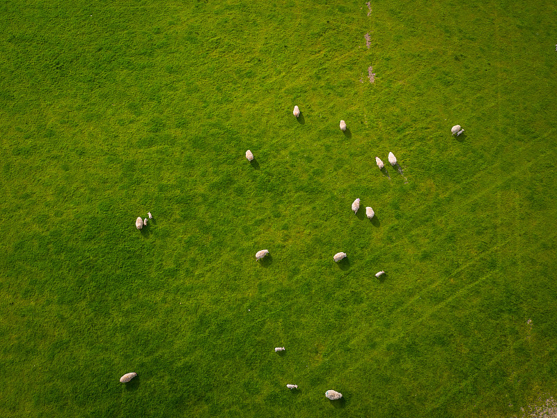 绵羊,航拍视角,兽群,羊场,草原,草,刀刃草,牧羊人,农产品市场,羊羔