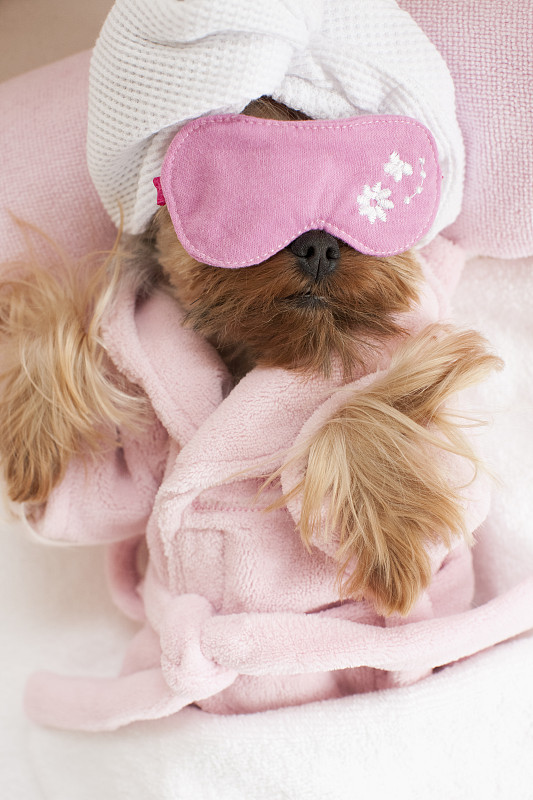 睡眠用眼罩,宠物美容店,约克郡犬,衣服,眼罩,宠物服装,骄纵宠物,哈巴狗,spa美容,面具