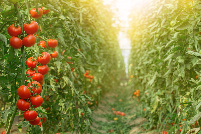 番茄植物,温室,西红柿,水培法,单一栽培,栽培植物,水平画幅,素食,无人,生食