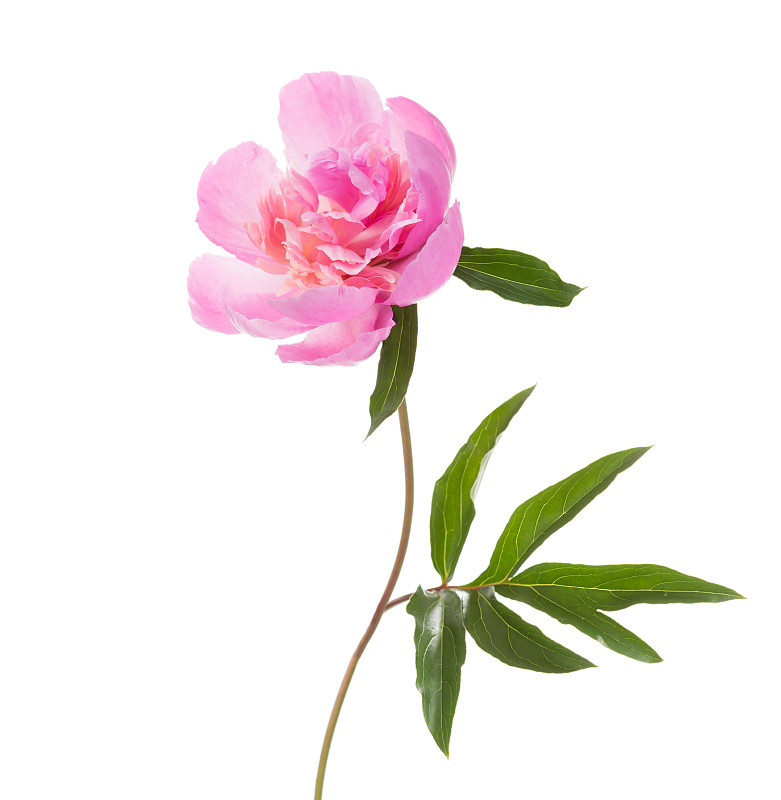 牡丹,粉色,白色背景,分离着色,植物茎,特写,春季系列,玫瑰色的,垂直画幅,美