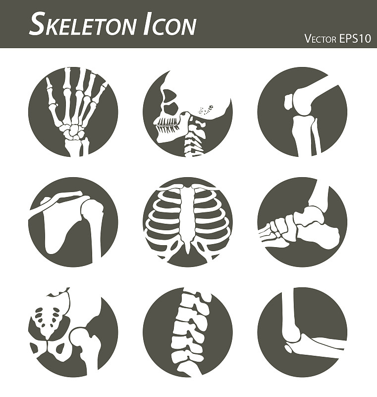 脊柱,肘,踝,肩,骨盆,臀,人类骨架,膝,手腕,手指
