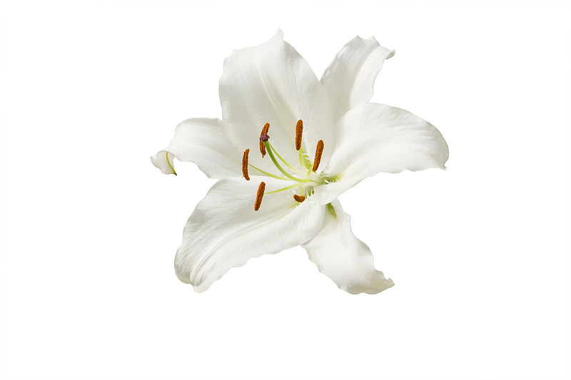 百合花,分离着色,白色,白色背景,百合科,花粉,葬礼,花头,花瓣,一个物体