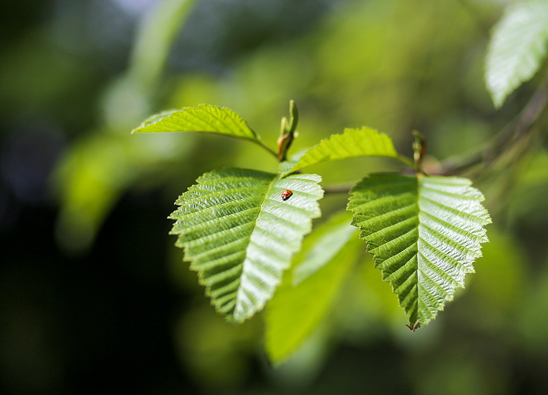 瓢虫,叶子,绿色,红桤树,桤树,翠湖,海德堡,绿色背景,甲虫,白桦