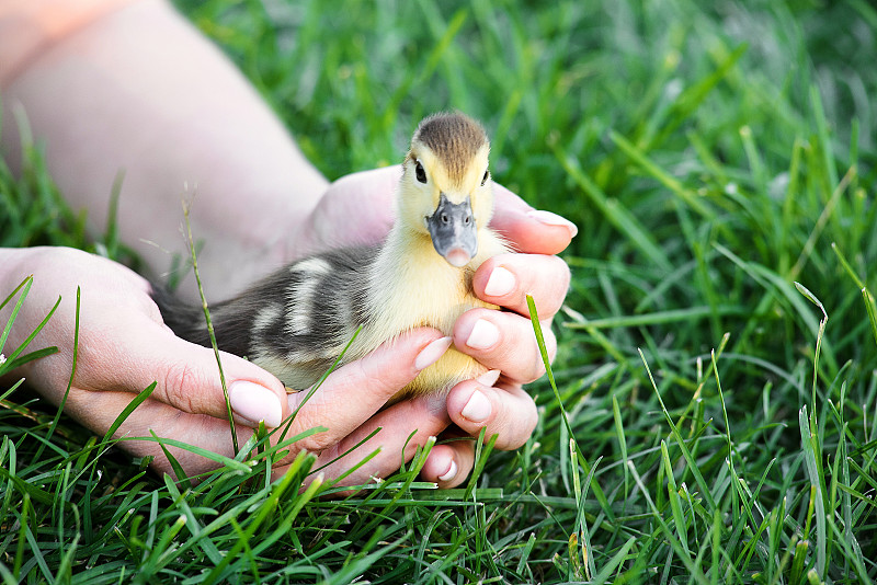 小鸭子,草,动物手,深情的,自由,可爱的,雌性动物,小鹅,观鸟,鸟类