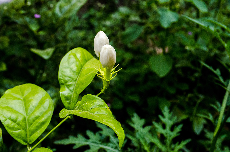 茉莉茶,茉莉,仅一朵花,印度次大陆人,花茶,中国茶,饮料,国内著名景点,健康保健,清新